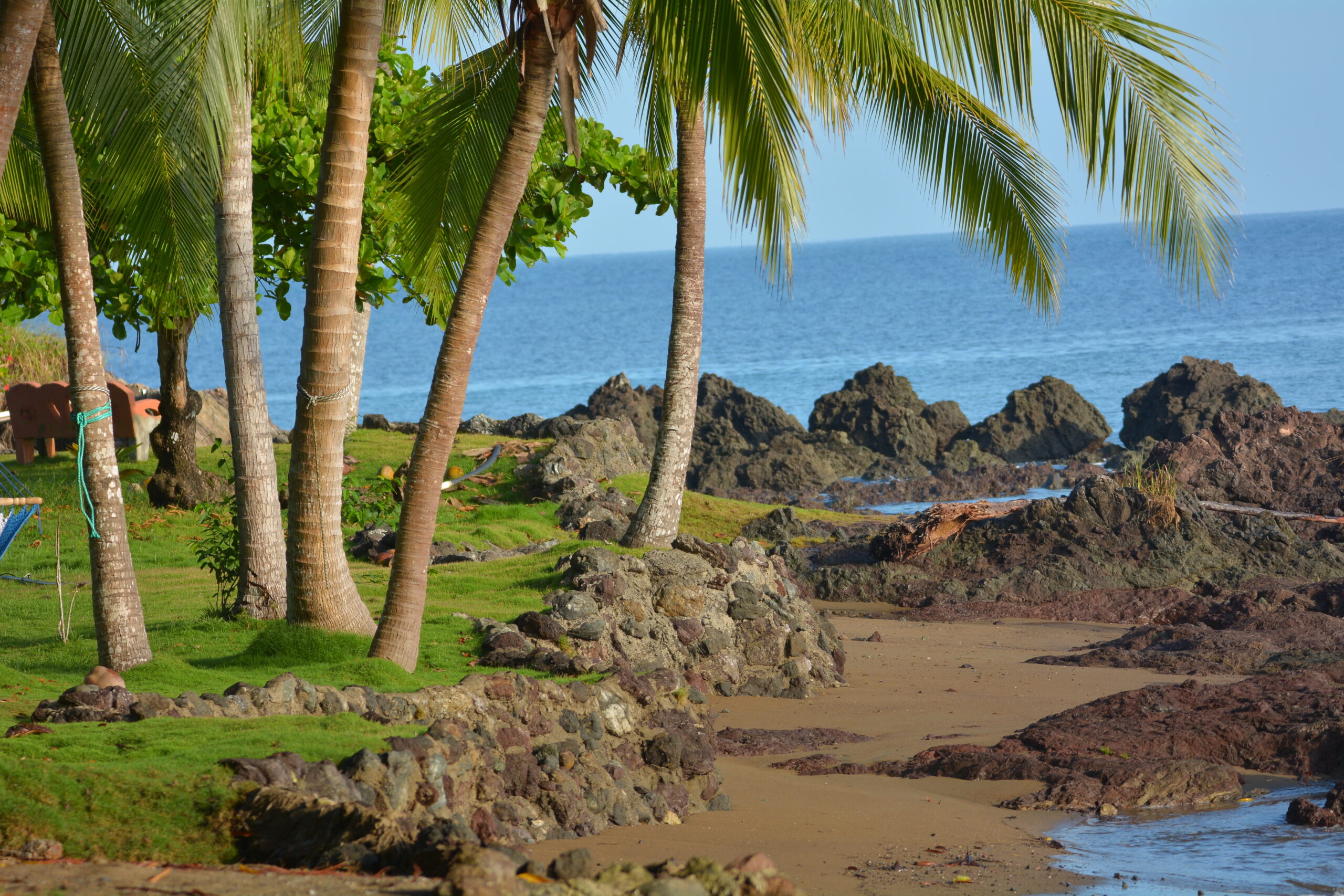 landscape beach palms