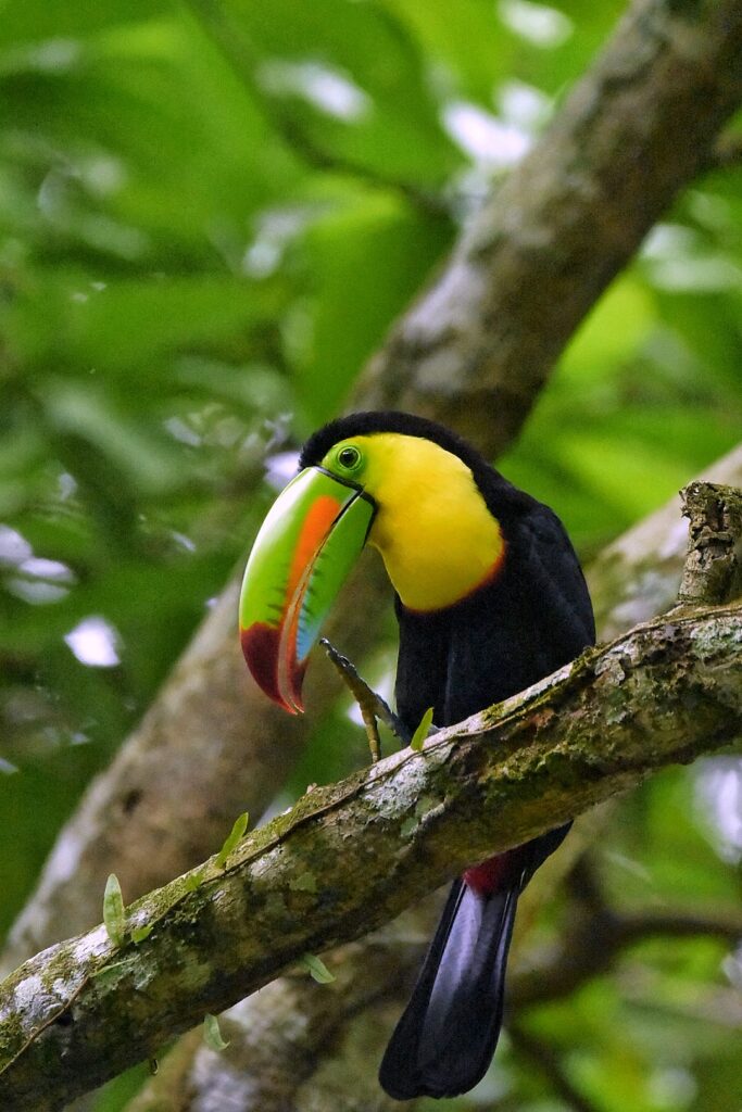 birdwatching toucan